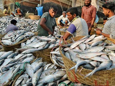 Ikan Hilsa