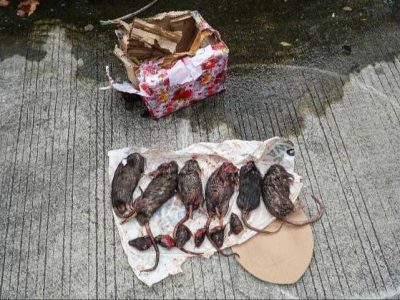 Teror Kepala Tikus kepada Tempo Media.