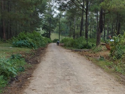 Penebangan pohon di desa mokaha, tegal.